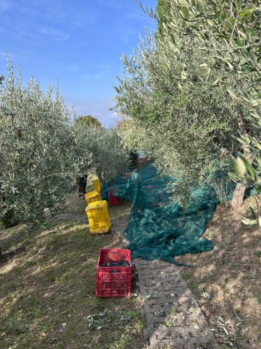 La raccolta delle olive