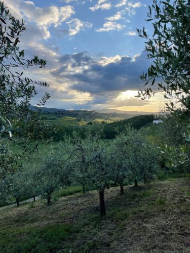 Dalla nostra oliveta